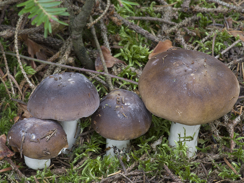 Russula turci